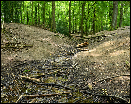 Relativ trockener Verlauf eines Bachs in einem Wald