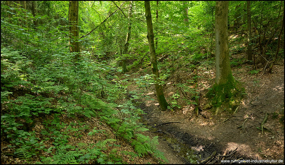 Eine kleine Schlucht im Wald mit einem Bach