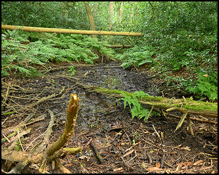 Quelle eines Bachs im Wald, gesehen aus der Froschperspektive