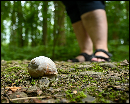 Eine Schnecke mit Haus auf einem Waldweg, dahinter unscharf Füße und Beine einer Wanderin