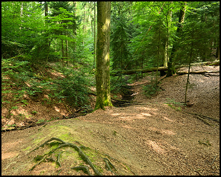 Hügelige Waldlandschaft mit einem Bach.