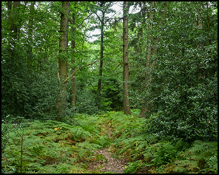 Ein gesunder Wald mit Bäumen und Farn am boden