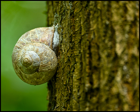 Eine Schnecke mit Haus an einem Baumstamm