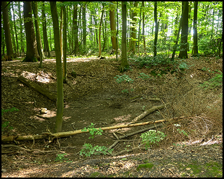 eine Hohlform in einem Wald, Reste von Bergbau-Betrieb 