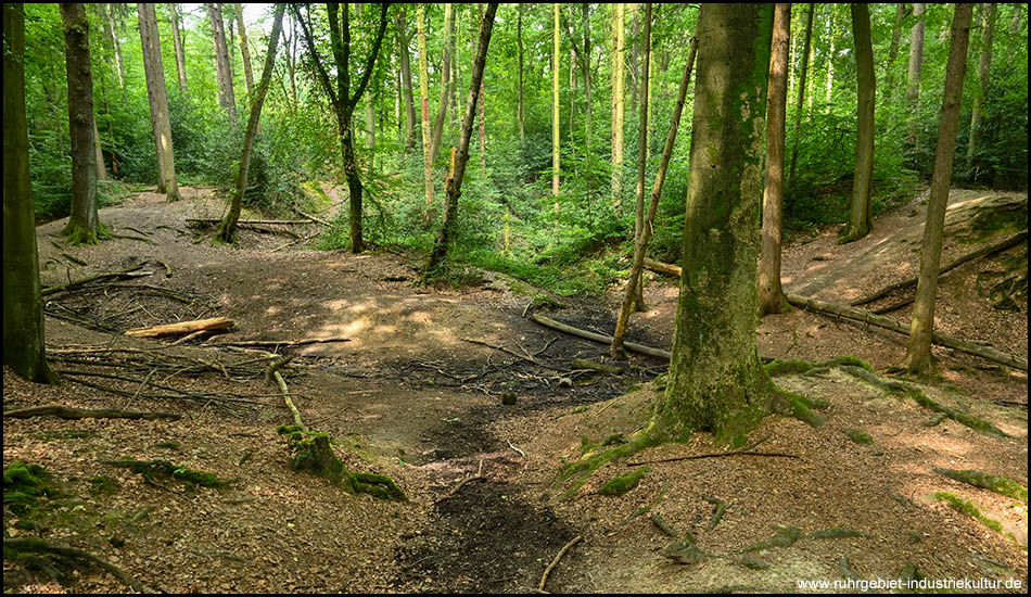 Ein ziemlich trockener Bachverlauf in einem Wald