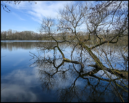 Ein See, in dem sich darin liegende Äste von Bäumen am Ufer spiegeln
