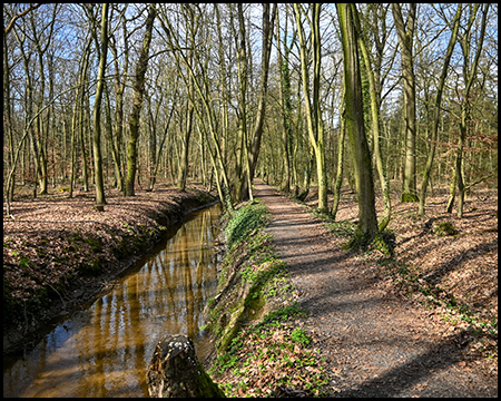 Ein Weg entlang eines Gewässers in einem Wald