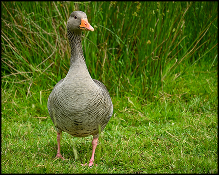 Eine Ente im Gras