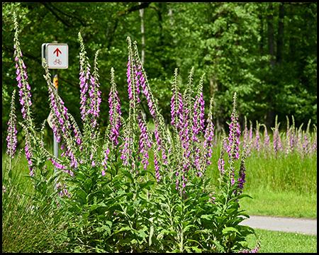 Digitalis-Pflanzen an einer Wegkreuzung als dichter Busch