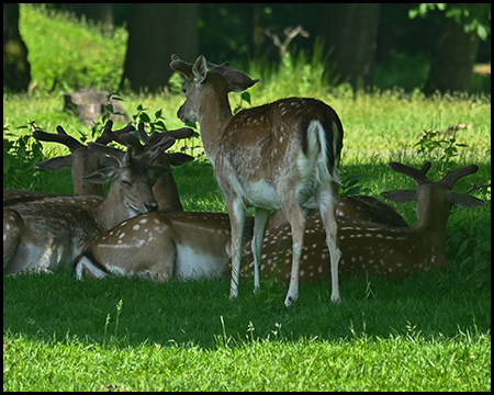 Rehe im Schatten unter einem Baum