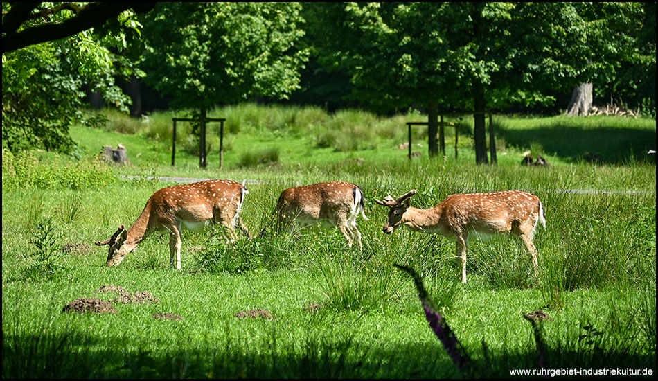 Mehrere Rehe hintereinander auf einer Wiese im Wildpark Dülmen