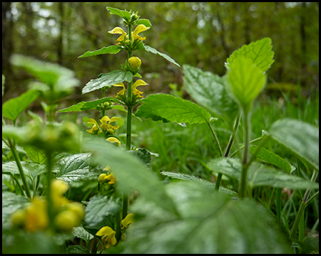 Gelb-blühende Wildpflanze