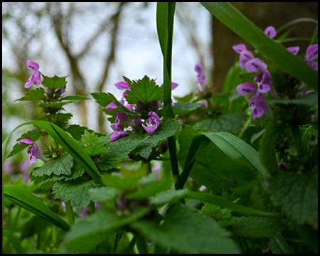 Lila-blühende Wildpflanze im Wald