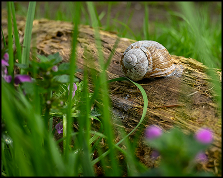 Eine Schnecke auf einem Stück Holz aus der Froschperspektive gesehen