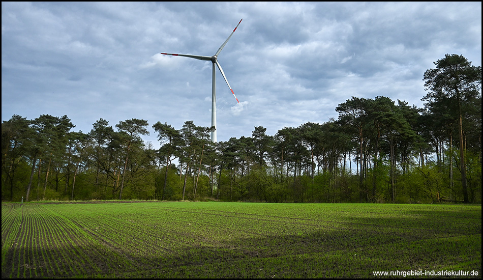 Windrad über einem Kiefernwald hinter einem zart sprießenden Feld