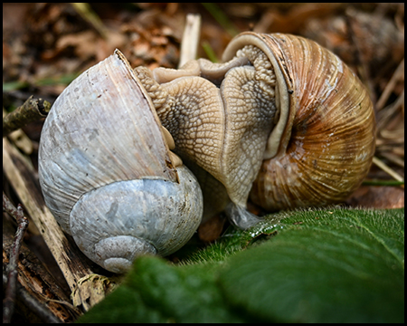 Zwei sich küssende Schnecken