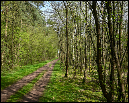 Ein Waldweg zwischen zaghaft grünen Bäumen im Frühjahr