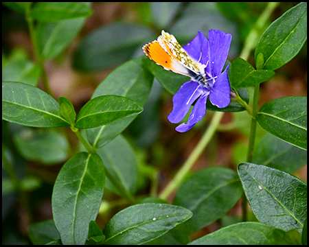 Kleiner Falter auf einer blauen Blüte