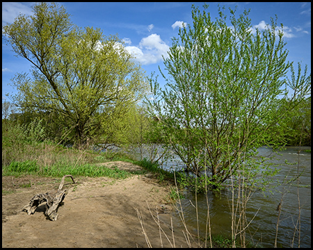 Ufer eines Flusses mit Büschen und Treibholz