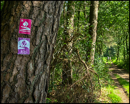 Wanderpiktogramm Hohe-Mark-Steig und Landstreifer-Weg an einem Baum