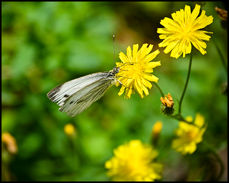 Ein Falter an einer gelben Blüte