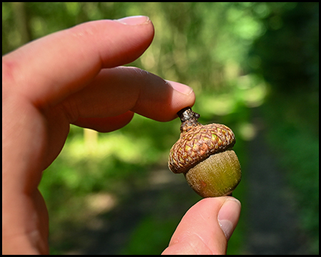 Eine zwischen zwei Finger gehaltene Eichel als Frucht einer Eiche vor unscharfem Wald-Hintergrund