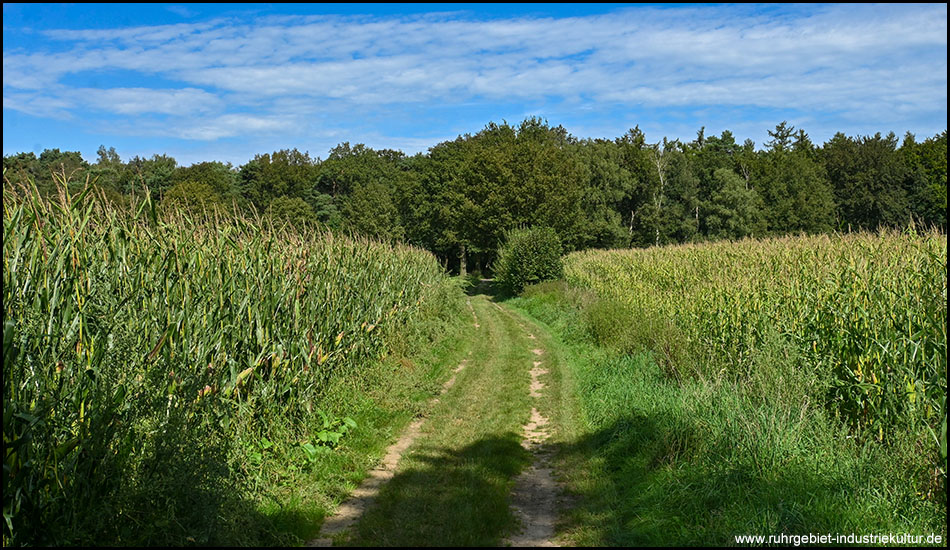 Ein Feldweg zwischen zwei Maisfeldern