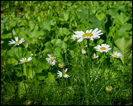 Blumen am Feldrand