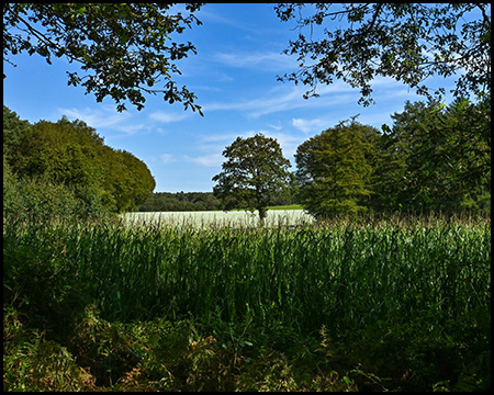 Maisfeld und Bäume