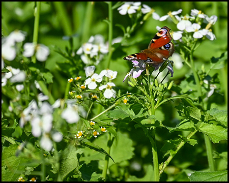 Schmetterling auf einer weißen Blüte in einem Feld