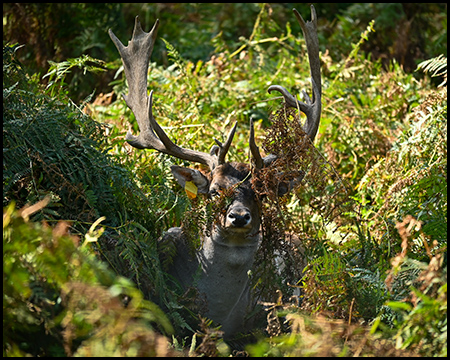 Ein Hirsch mit Geweih versteckt sich unter Farn im Wald