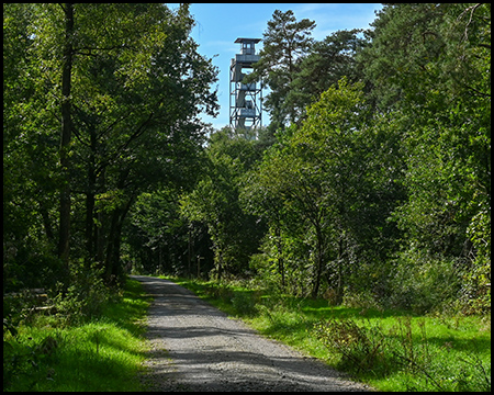 Waldweg mit einem zwischen den Bäumen herausragenden Turm