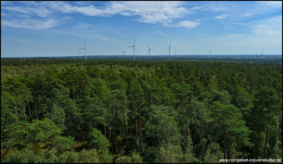 Blick aus erhöhter Lage auf ein Waldgebiet mit Windrädern am Horizont