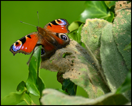 Schmetterling auf einem Blatt