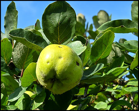 Apfel an einem Baum