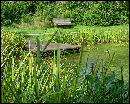 Ein Teich, der mit Schilf und Gräsern umgeben ist. Zu sehen ist ein Steg und eine Sitzbank an Ufer