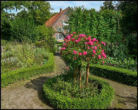 Ein Bauerngarten mit einem Rosenstrauch in der Mitte