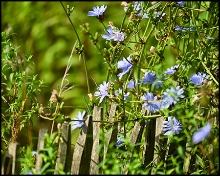 Holzzaun mit blau blühenden Pflanzen