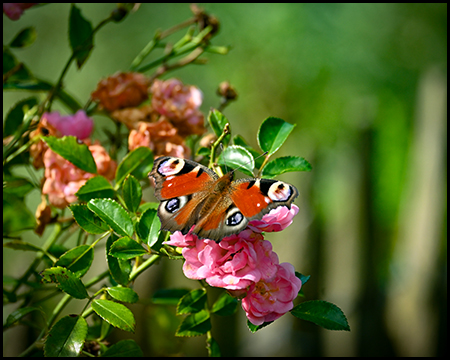 Schmetterling auf einer rosafarbenen Blüte.