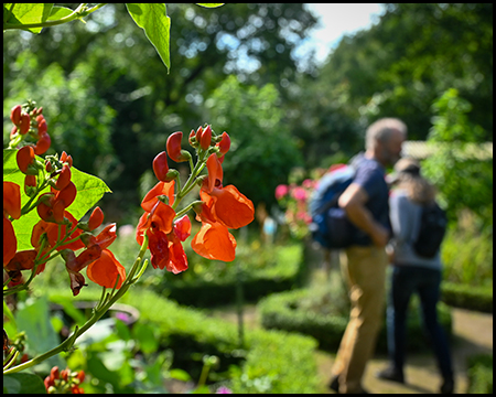 Menschen in einem Garten. Im Vordergrund eine blühende Rankpflanze