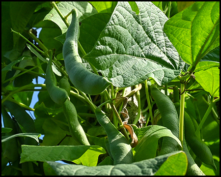 Detailbild eines Bohnenstrauchs