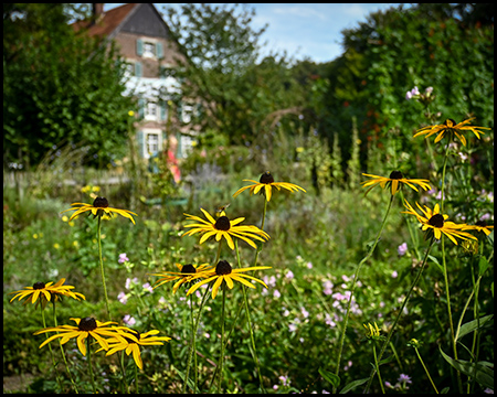 Bauerngarten mit Gebäude im Hintergrund und gelben Pflanzen vorne