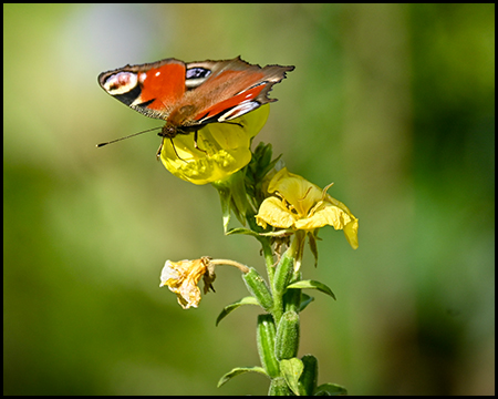 Schmetterling auf einer gelben Blüte