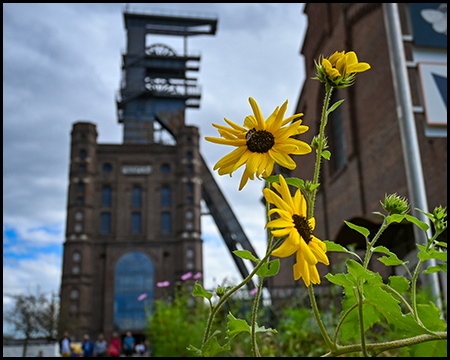 Förderturm und Fördergerüst unscharf hinter einer blühenden gelben Blume