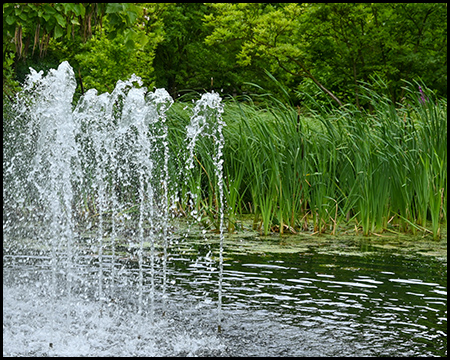 Ein Wasserspiel in einem Teich mit Gräsern am anderen Ufer