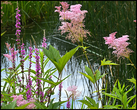 Filigrane rosafarbene Rispen und Blüten vor einem Biotop