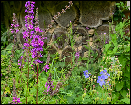 Verschiedene Wildblumen vor einem Insektenhotel