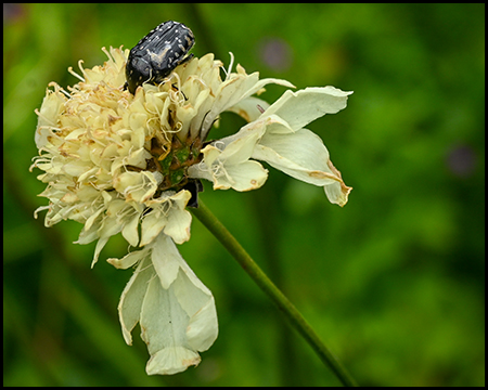 Käfer auf einer gelben Blüte