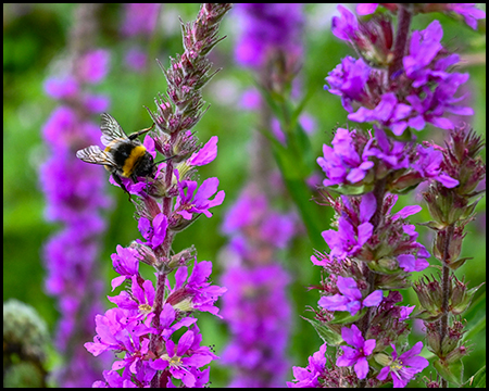 Eine Biene an lilafarben blühenden Blumen
