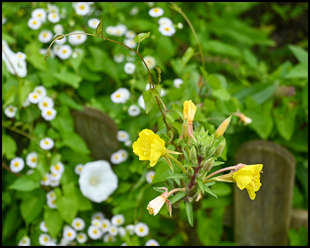 gelb und weiß blühende Blumen an einem Zaun
